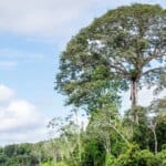 Parque Estadual das Árvores Gigantes da Amazônia é criado no estado do Pará com foco em conservação, pesquisa e turismo sustentável - FAS