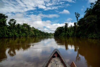 Proteção de árvores gigantes da Amazônia é tema de websérie; assista - FAS